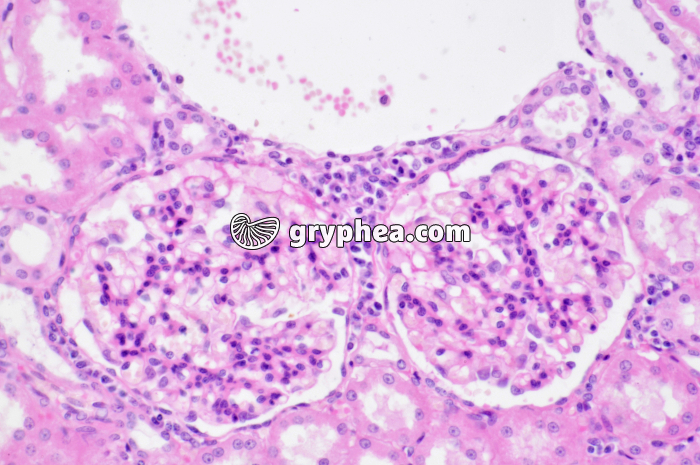 Glomérules Rein Singe x100 - gryphea.com